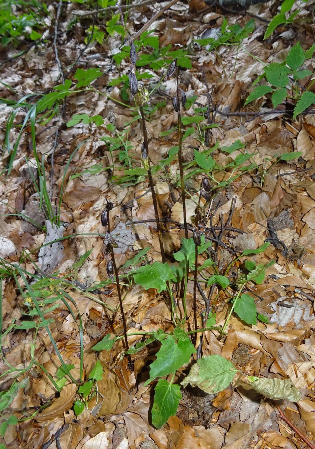 Corallorhiza trifida a controllo....